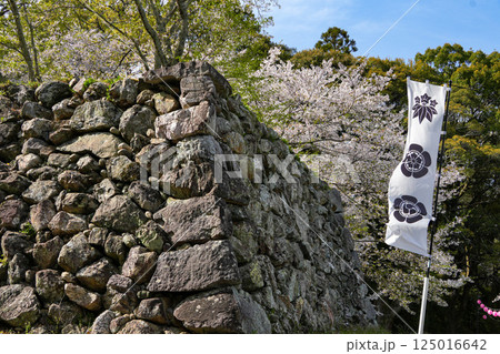 玉城町　田丸城址の桜 125016642