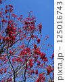 ナナカマドの赤い実と青空(その3) 125016743