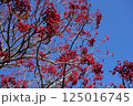 ナナカマドの赤い実と青空(その1) 125016745