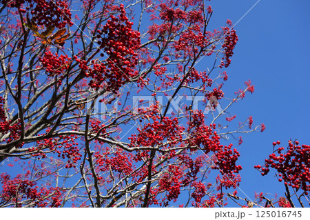 ナナカマドの赤い実と青空(その1) 125016745