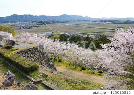 玉城町 田丸城址の桜 玉城町 田丸城址の桜 125016810