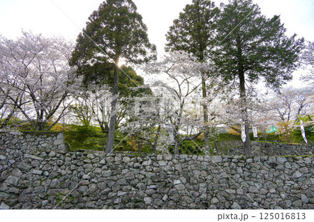 玉城町　田丸城址の桜 125016813