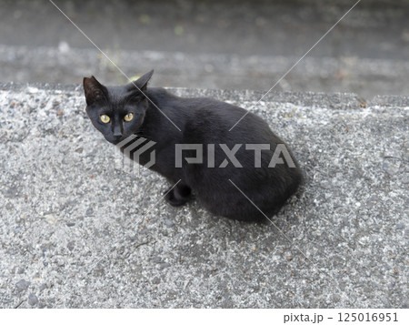 黒猫の地域猫 黒猫の地域猫 125016951