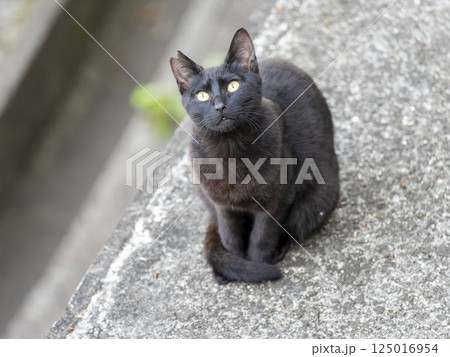 黒猫の地域猫 125016954