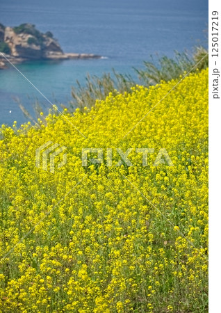 玄界灘の潮風を浴びて元気に咲く菜の花 125017219