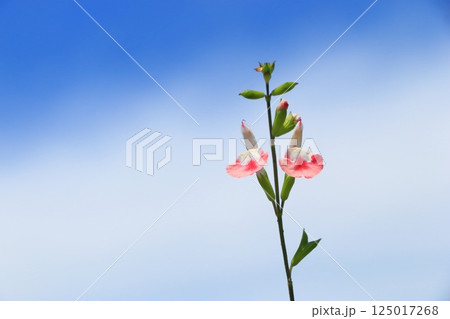 チェリーセージ咲き始まる チェリーセージ咲き始まる 125017268