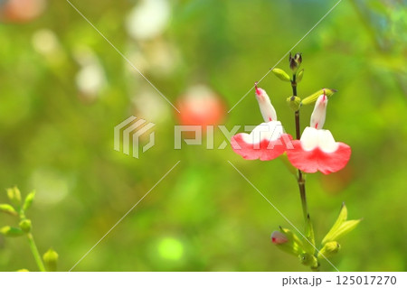 花畑に咲くチェリーセージの花 125017270