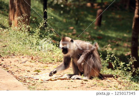 Gray langur (Semnopithecus entellus) eats fruits in forest, Sri Lanka. Wild monkey Bengal sacred langur or Hanuman langur in wildlife reserve, Sri Lanka 125017345