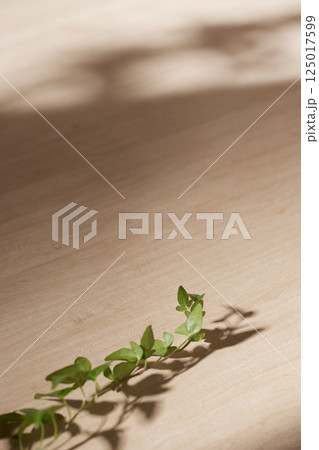 Morning Light and Natural Shadows in a Minimal Living Space. 125017599