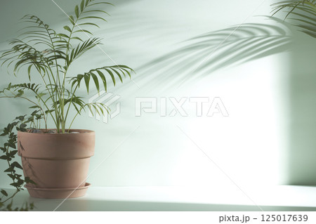 Morning Light and Natural Shadows in a Minimal Living Space. 125017639