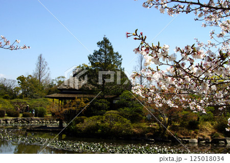 佐賀　春の神野公園の風景　（人気観光スポット・お花見スポット） 125018034