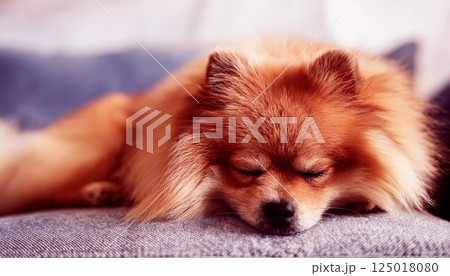 A Pomeranian dog is sleeping on the sofa, a fluffy Pomeranian dog with its eyes closed, peacefully sleeping on a grey sofa, cute sleeping dog, Pomeranian puppy sleeping 125018080