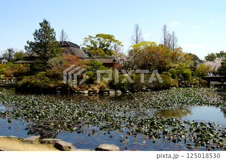 佐賀　春の神野公園の風景　（人気観光スポット・お花見スポット） 125018530