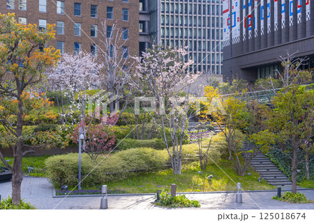 中之島四季の丘　満開の桜 125018674