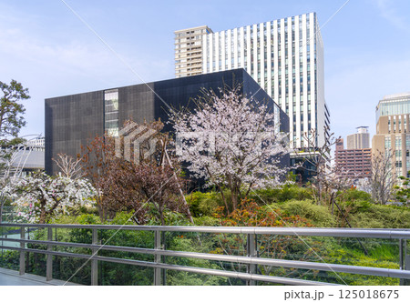 大阪中之島美術館と満開の桜 125018675