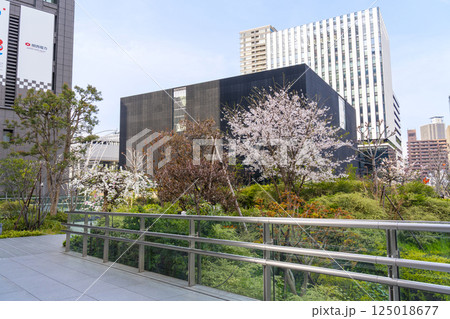 大阪中之島美術館と満開の桜 125018677