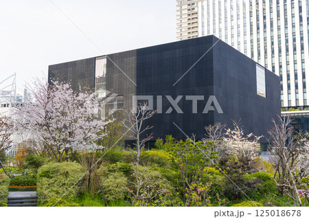 大阪中之島美術館と満開の桜 大阪中之島美術館と満開の桜 125018678