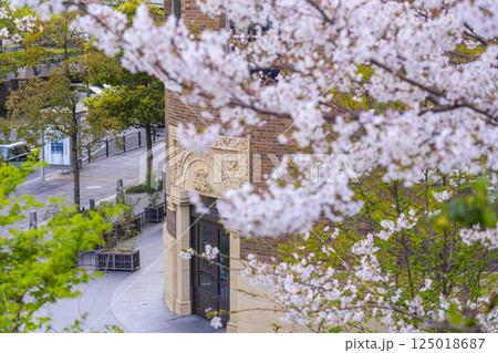 満開の桜とダイビル本館の煉瓦壁 125018687