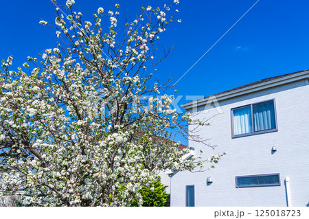 青空に咲くヒメリンゴの花と新築住宅 125018723