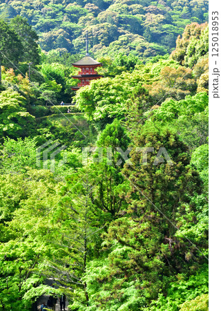 新緑が眩しい京都 清水寺 125018953