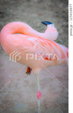 美しいフラミンゴ 125018977
