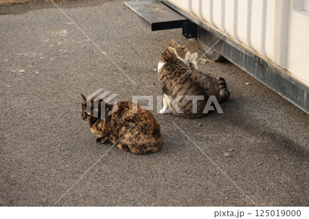 広場で遊ぶさび猫 125019000