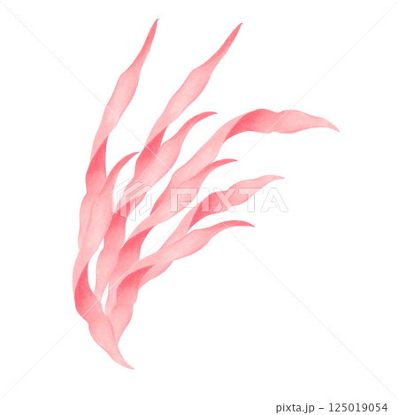 Graceful undulating seaweed. Watercolor illustration. Branches of peach seaweed in motion. Marine clipart of underwater plants. Hand drawn isolated art. For marine themes, nature, children's projects. 125019054