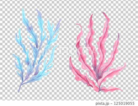 Pink, blue seaweed branch. Watercolor illustration. Ocean botanical underwater algae clip art. Hand drawn isolated art. Natural shape of marine flora. Suitable for travel themes, children's design. Pink, blue seaweed branch. Watercolor illustration. Ocean botanical underwater algae clip art. Hand drawn isolated art. Natural shape of marine flora. Suitable for travel themes, children's design. 125019055