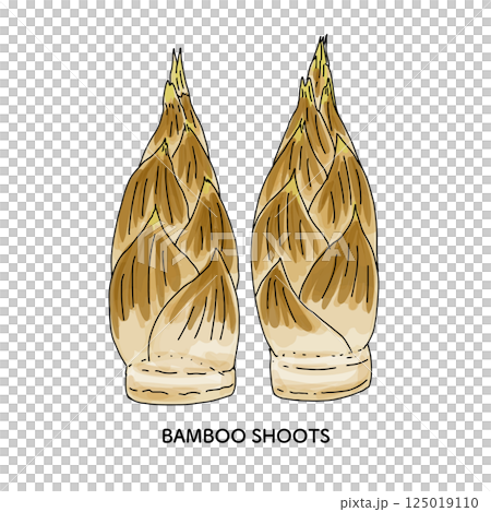 Ishikawa Prefecture Kaga Vegetables Bamboo shoots line drawing illustration 125019110