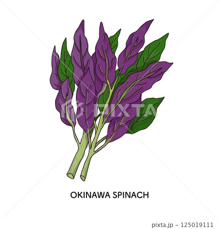石川県_加賀野菜 金時草の線画イラスト 石川県_加賀野菜 金時草の線画イラスト 125019111