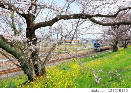 秩父鉄道「菜の花と桜の花咲く風景を走る急行電車」 秩父鉄道「菜の花と桜の花咲く風景を走る急行電車」 125019120