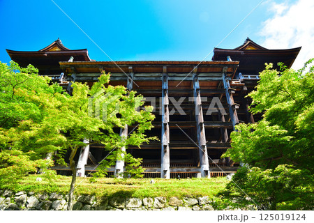 新緑が眩しい京都 清水寺 新緑が眩しい京都 清水寺 125019124