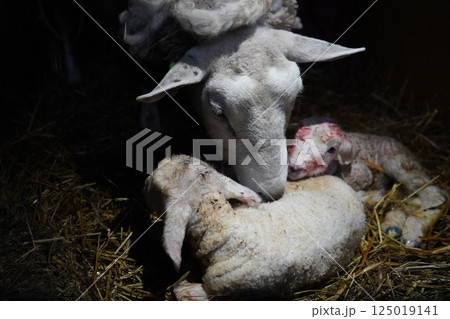 生まれたての子羊と母羊 125019141