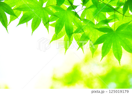 青もみじが映える新緑の季節 125019179