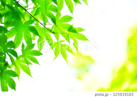 青もみじが映える新緑の季節 125019183