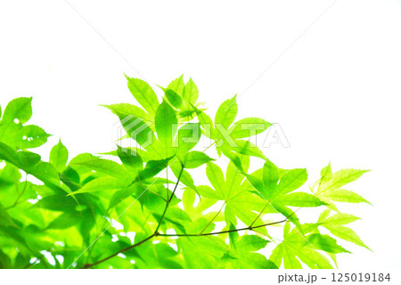 青もみじが映える新緑の季節 青もみじが映える新緑の季節 125019184