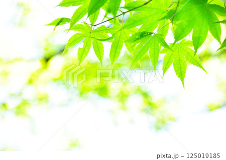 青もみじが映える新緑の季節 青もみじが映える新緑の季節 125019185