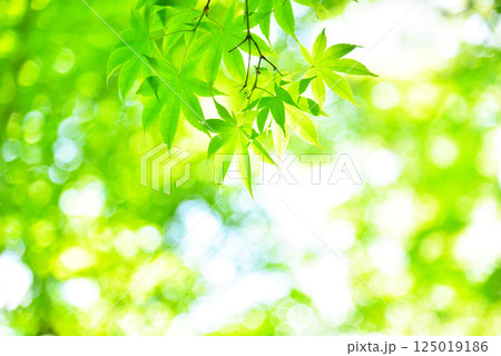 青もみじが映える新緑の季節 青もみじが映える新緑の季節 125019186