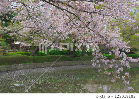 鎌倉鶴岡八幡宮源氏池の桜 125019188