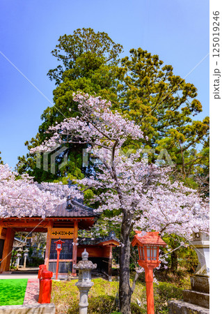 福島県相馬市の涼ケ岡（すずみがおか）八幡神社と桜 125019246