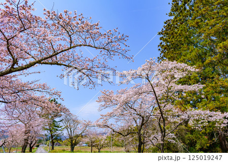福島県相馬市の涼ケ岡(すずみがおか)八幡神社と桜 福島県相馬市の涼ケ岡(すずみがおか)八幡神社と桜 125019247