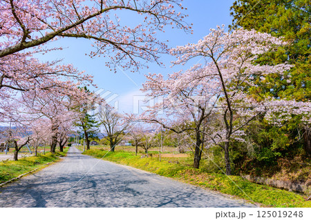 福島県相馬市の涼ケ岡(すずみがおか)八幡神社と桜 福島県相馬市の涼ケ岡(すずみがおか)八幡神社と桜 125019248