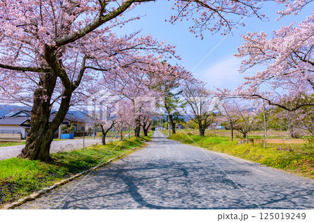 福島県相馬市の涼ケ岡（すずみがおか）八幡神社と桜 125019249