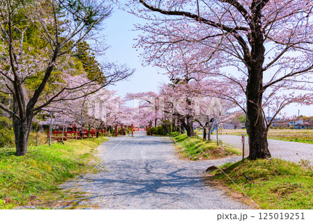 福島県相馬市の涼ケ岡(すずみがおか)八幡神社と桜 福島県相馬市の涼ケ岡(すずみがおか)八幡神社と桜 125019251