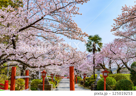 福島県相馬市の涼ケ岡(すずみがおか)八幡神社と桜 福島県相馬市の涼ケ岡(すずみがおか)八幡神社と桜 125019253
