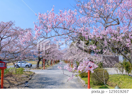 福島県相馬市の涼ケ岡（すずみがおか）八幡神社と桜 125019267