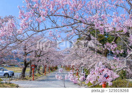 福島県相馬市の涼ケ岡(すずみがおか)八幡神社と桜 福島県相馬市の涼ケ岡(すずみがおか)八幡神社と桜 125019268