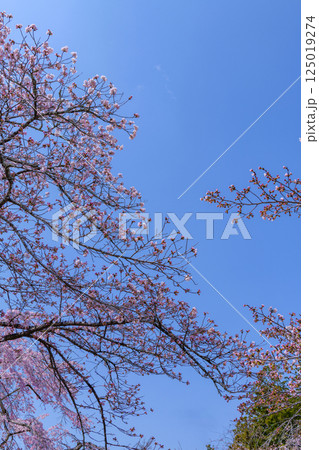 福島県相馬市の涼ケ岡(すずみがおか)八幡神社と桜 福島県相馬市の涼ケ岡(すずみがおか)八幡神社と桜 125019274