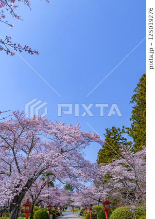 福島県相馬市の涼ケ岡(すずみがおか)八幡神社と桜 福島県相馬市の涼ケ岡(すずみがおか)八幡神社と桜 125019276