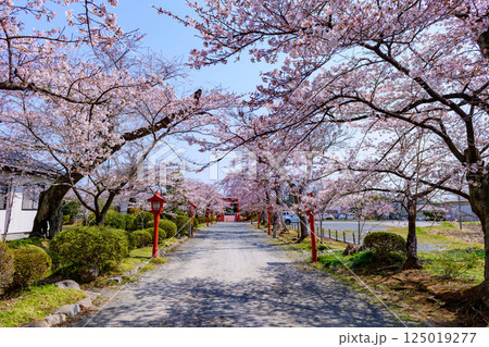 福島県相馬市の涼ケ岡(すずみがおか)八幡神社と桜 福島県相馬市の涼ケ岡(すずみがおか)八幡神社と桜 125019277